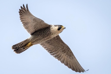 Brown and grey bird of prey flying through a pale blue sky with wings outstretched