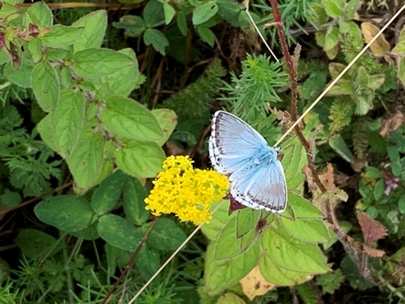 Blue butterfly on green foliage