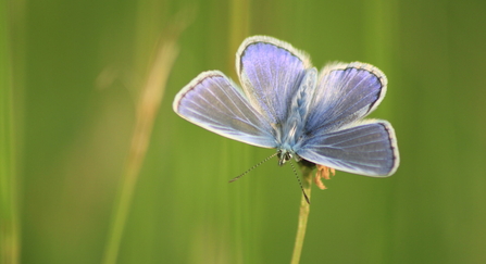 A common blue butterfly perched on a grass head, with its blue wings spread open