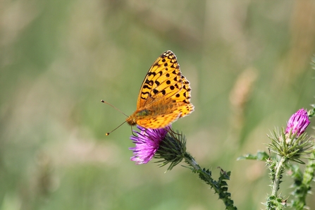 Orange butterfly with brown markings perched on a purple thistle