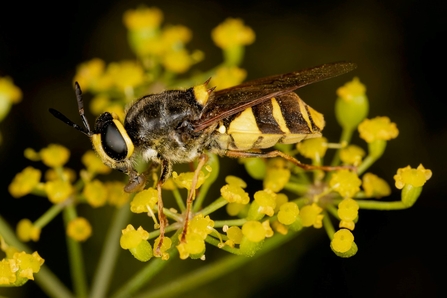 Black and yellow Banded Soldierfly perched on yellow-green plant
