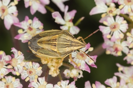 Ochre and black striped Bishop's Mitre Shieldbug sitting in on white and pink flowers