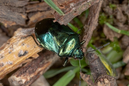 An iridescent blue-green coloured Blue Shieldbug sitting on some logs