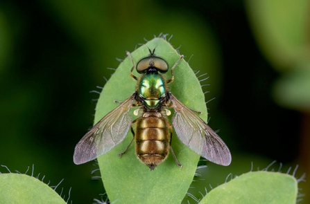 Broad Centurion Soldierfly perched on a hairy green leaf
