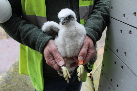 White Peregrine chick with identification rings on its legs being held