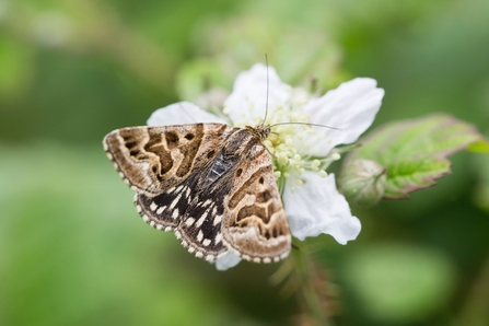 Mottled brown Mother Shipton moth perched on a white flower