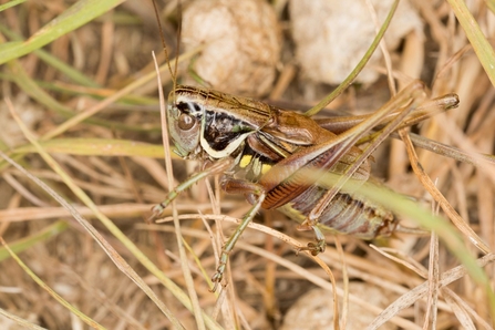 Light brown Mottled Grasshopper camouflaged amongst dry brown blades of grass