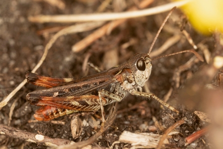 Dark brown Roesel’s Bush Cricket on the ground amongst dry grass