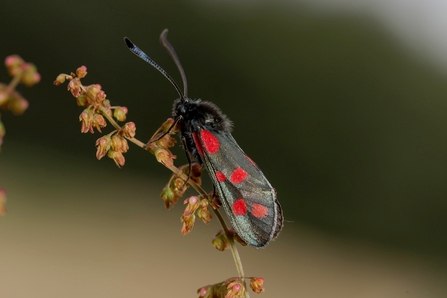 Six Spot Burnet Moth - black moth with six red spots on each wing perched on some sorrel