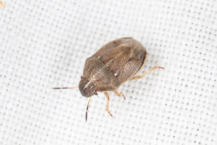 Small Grass Shieldbug