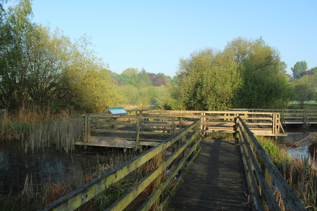 Dargonfly trail boardwalk amongst the waterways it crosses, rushes and willow trees.
