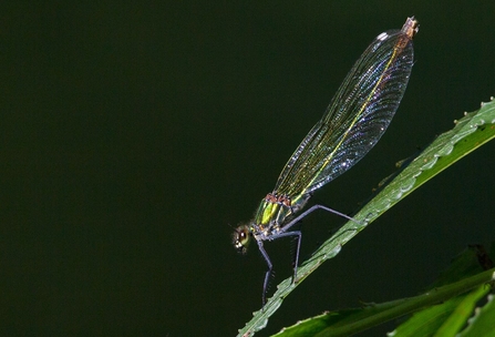 Metallic green damselfly perched on a leaf against a dark background.