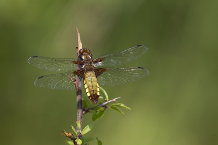 Female Broad-bodied Chaser (brown and yellowish dragonfly with wide abdomen and a black spot on the end of each wing) perched on a leafy twig.