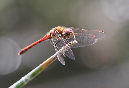 Red dragonfly perched on a twig in dappled sunlight