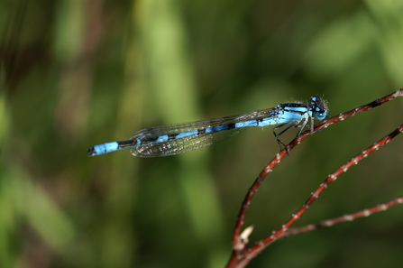 Common Blue Damselfly perched on a twig in dappled sunlight
