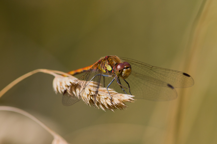 Orange-brown dragonfly perched on grass in dappled sunlight