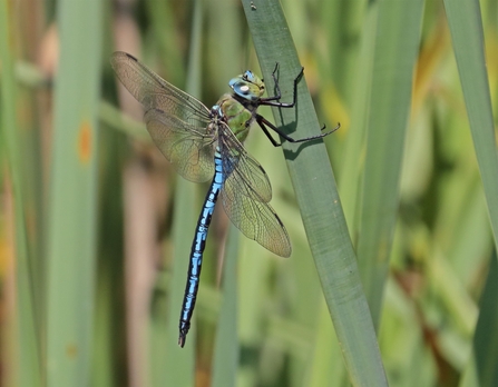 Large, blue-bodied dragonfly with a green head perched on a long thin leaf - more of the same kind of leaves make up the background.