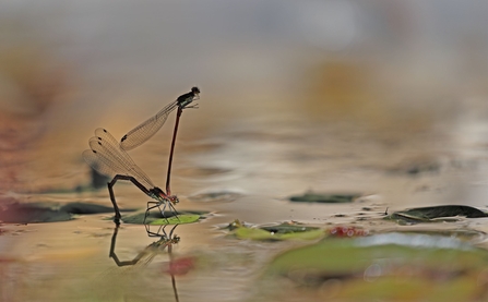 2 Large Red Damselflies mating amonst lillypads at a pond.