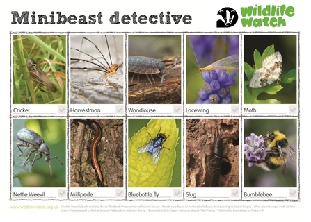 Minibeast spotter's sheet