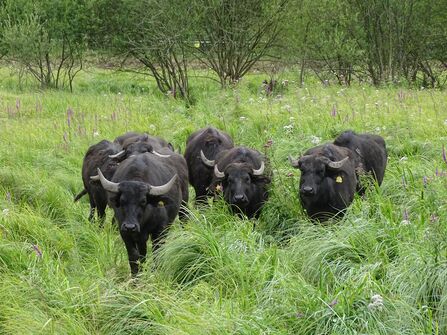 Image of water buffalo at Thorley Wash