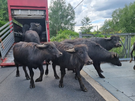 Water Buffalo arriving at Thorley Wash