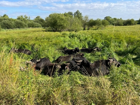 Water Buffalo sitting down at Thorley Wash