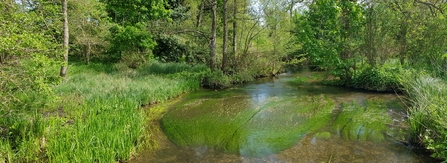 A verdant green stretch of the river Mimram