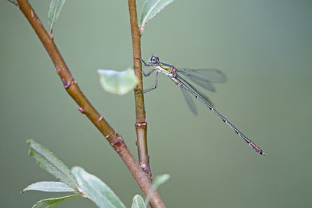 Slender, green damselfly perched on sprigs of Willow.