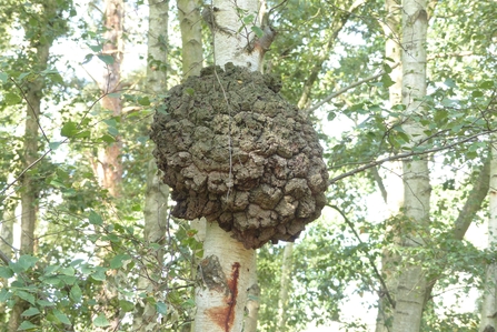 Tall silvery tree trunks with slender branches and green leaves in background, in foreground large brown lumpy growth on tree trunk