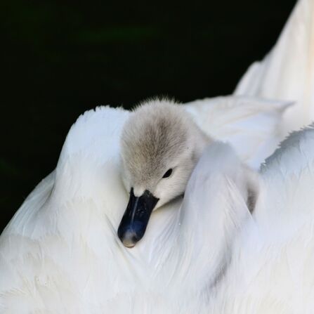 Wild Snaps Photography Competition 2023 | Herts and Middlesex Wildlife ...