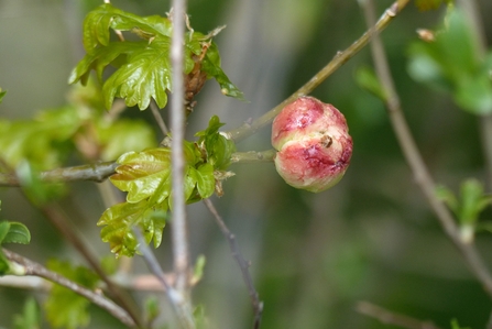 Slender branches with green leaves - in foreground round reddish growth that looks like an apple