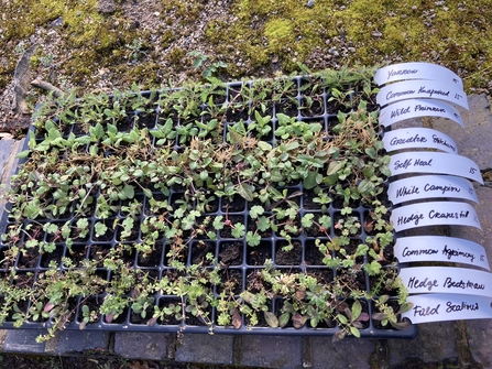 Seedlings with white labels in black seed boxes