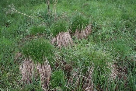 Rounded tussocks of long green Tufted Sedge grass
