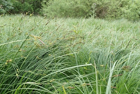 Long green Scarce Tufted-sedge