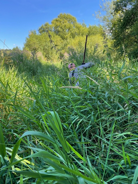 Blue sky trees and plants with figure searching through plants with a stick in distance