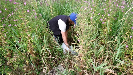 Man releasing Water Voles in vegetation