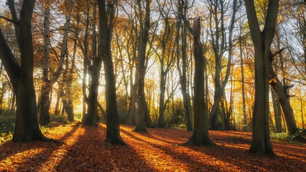 Golden sunlight breaking through a the gaps in a wood of evenly spaced, tall, straight-trunked Beech trees. On the woodland floor is a carpet of orange leaves that the trees have shed and the sun lights up those that remain on the trees turning their orange-brown a translucent gold.