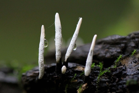 Fungus that is black and hairy at the base of the stem and powdery white at the tip, just like a snuffed out candle wick.