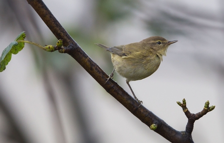 A bird with a dull green above and pale yellow below, with an off-white belly and a short eyebrow stripe perching on a branch.