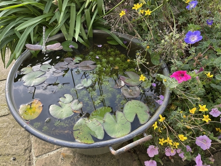 Container pond