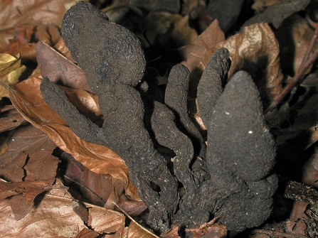 Blackened, hand-like fungus growing from dry brown autumn leaves.