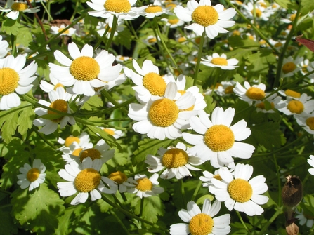 Feverfew