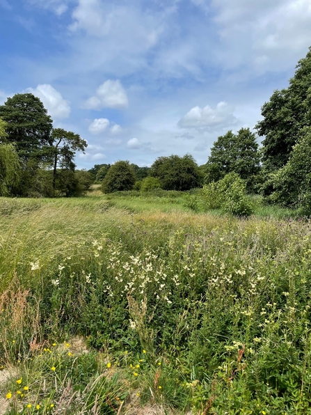 A wildflower meadow edged with trees extending into the distance.