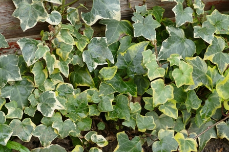 Ivy