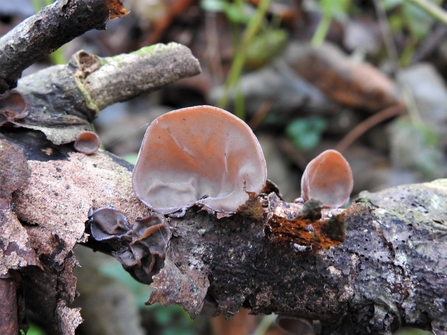 Concave pink, fleshy fungus growing on a log.