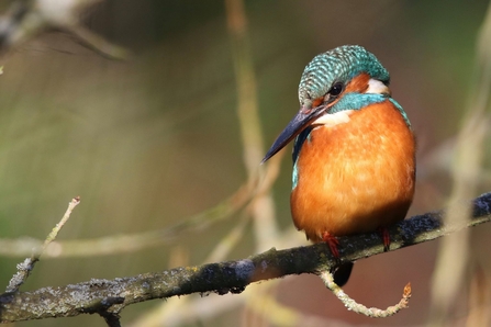 Bird with a long, pointed beak a bright-blue back and metallic copper breast perching on a dead branch.