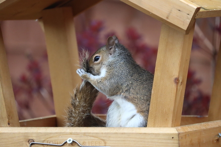 Mammal with a silver-grey coat, with a brownish face and feet, and pale underside. It has a characteristically bushy tail which it is holding to its face as if it is blowing its nose.