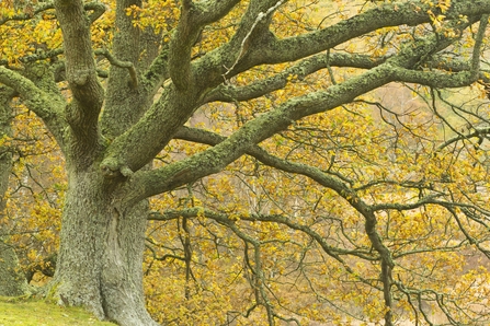 Old tree with a thick trunk and lots of branches covered in green-grey lichen and leaves that turned a light brown.