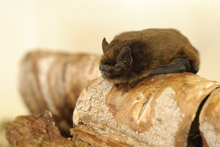 Brown fluffy bat sitting on a log with its wings tucked under it.