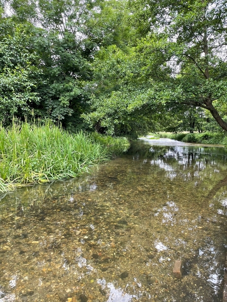 The clear waters of the River Mimram, reflecting the dappled sunlight and revealing the pebble strewn river bed below the surface. Its banks are lush with green vegetation and to the right a tree hangs over the water.